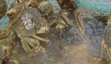 如何养殖螃蟹 有关养殖螃蟹技术的相关问题