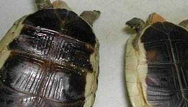 乌龟怎么分公母 乌龟的生活习性