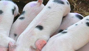 掌握仔猪的饲养管理技术必须弄清这四点