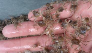 蟹苗一般多少钱一斤 河蟹繁殖有什么特点