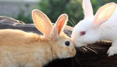 家兔的饲养方法，怎样饲养家兔家兔的品种