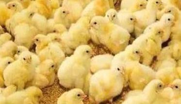 雏鸡的饲养管理技术要点：进雏前需做哪些准备