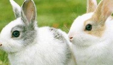 家兔饲养的一般原则：家兔饲喂青饲注意什么？