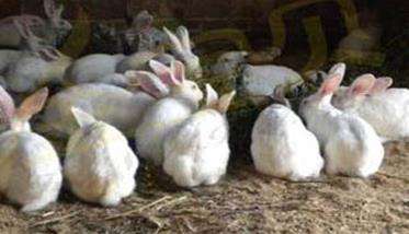 家兔的饲养方式有哪些，各有什么特点？