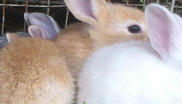 母兔繁殖期有多久
