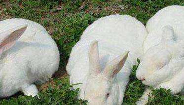 母兔的繁殖特点