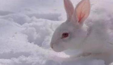 毛兔的冬季采毛