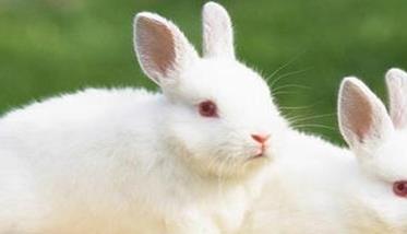 泌乳母兔管理很重要，这几点你必须知道！