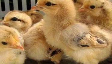 育雏鸡的温度和湿度及采光要求