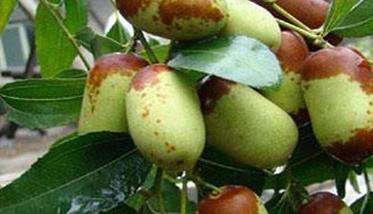 枣树食芽象甲危害规律与特点,怎样防治食芽象甲-农百科