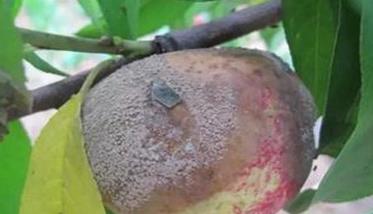 桃树褐腐病防治措施和方法