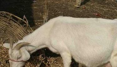 妊娠母羊的饲养管理
