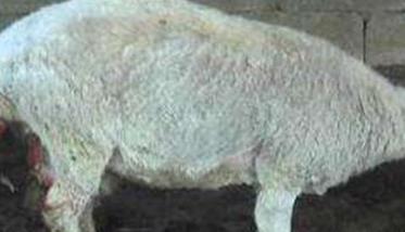 母羊的分娩过程
