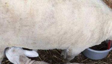 母羊的产后护理