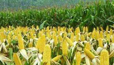 玉米生理成熟