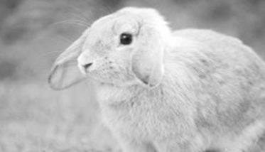 兔大肠杆菌病的治疗方法