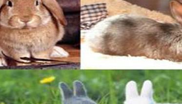 兔大肠杆菌病治疗案例