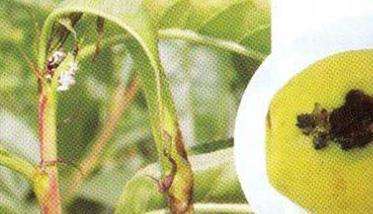 梨小食心虫的发生规律与防治方法