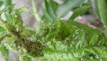 桃蚜的防治方法，桃蚜发生规律与危害状况