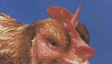 鸡传染性鼻炎的传染源