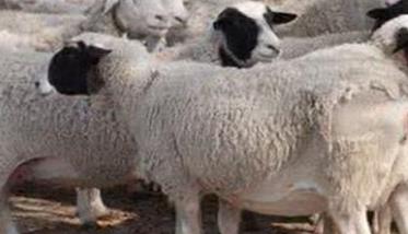 羊螨病怎么样防治 羊螨病症状、诊断及防治方法