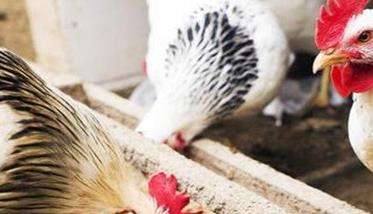 鸡大肠杆菌的治疗 防治鸡大肠杆菌用什么药