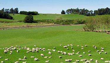 如何搞好羊的放牧饲养，羊放牧的技术要点