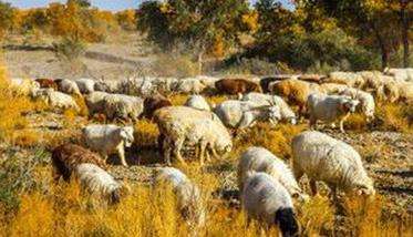 秋季如何牧羊