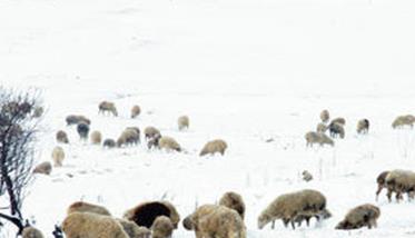 冬季牧羊要点