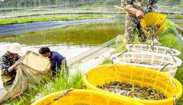 稻田泥鳅捕捞方法