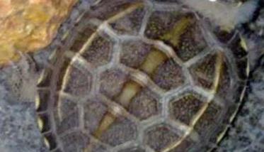 乌龟水霉病的防治方法