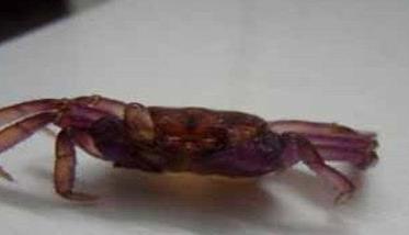 河蟹一生脱壳次数是多少 河蟹脱壳有什么特征