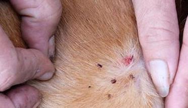 犬复孔绦虫病图片
