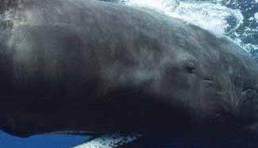 鲸鱼的祖先是什么样子的动物
