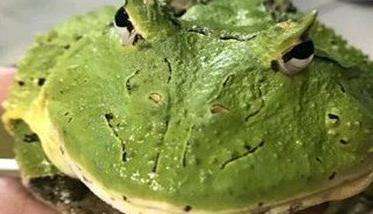 蝴蝶角蛙寿命多长 蝴蝶角蛙和霸王角蛙的区别