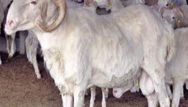 怎样防治羊的布氏杆菌病
