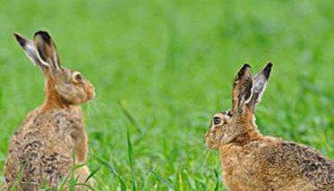  野兔是保护动物吗？野兔的外形特征