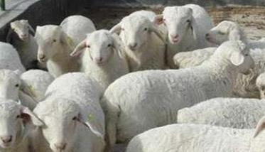 羊坏死杆菌病的防治要点
