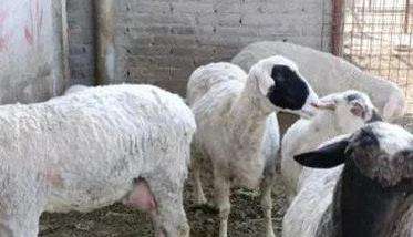 羊坏死杆菌病的流行特点