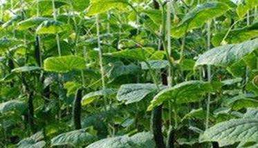 大棚黄瓜需增施二氧化碳氮肥