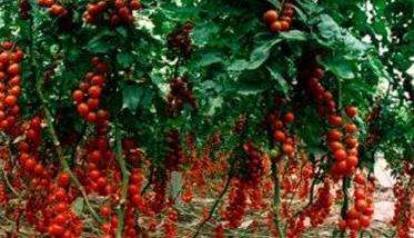 大棚促再生栽培樱桃番茄的方法