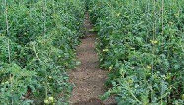 樱桃番茄大棚栽培的田间管理措施有哪些