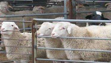羊猝疽的症状特点简介 羊猝疽的病原是什么