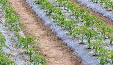 大棚番茄早熟高产栽培方法