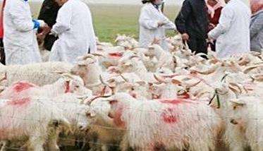 羊寄生虫病有哪些 羊寄生虫病的治疗与预防要点