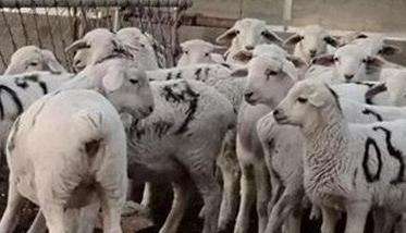 羊前后盘吸虫病