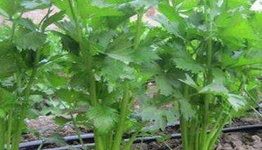芹菜抽苔的原因与条件是什么 芹菜抽苔怎么控制