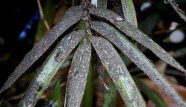 竹煤污病病原菌是什么 竹煤污病的防治办法