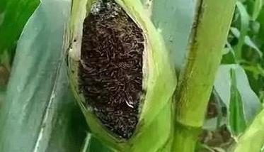 玉米丝黑穗病发病规律