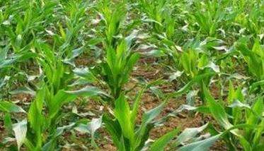 玉米高产栽培技术要点
